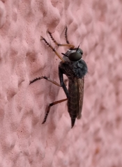 Neomochtherus geniculatus