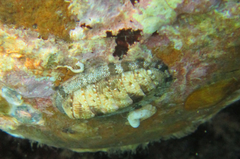 Rhyssoplax olivacea