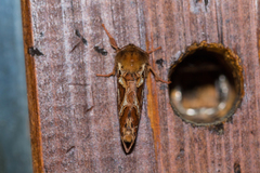 Korscheltellus fusconebulosa