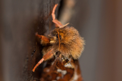 Korscheltellus fusconebulosa