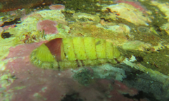 Rhyssoplax olivacea