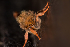 Korscheltellus fusconebulosa