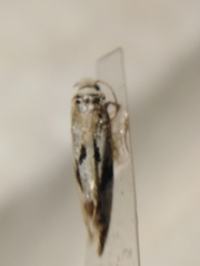 Nemapogon picarella