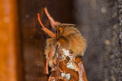 Korscheltellus fusconebulosa