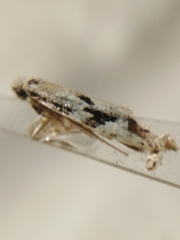 Nemapogon picarella