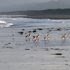 Limosa