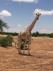 Giraffa camelopardalis peralta