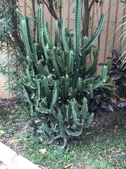 Euphorbia antiquorum