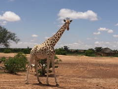 Giraffa camelopardalis peralta