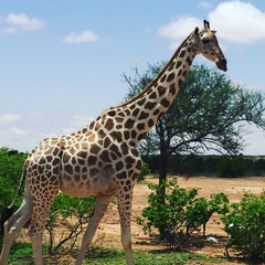 Giraffa camelopardalis peralta