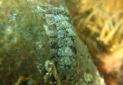 Rhyssoplax olivacea
