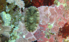 Rhyssoplax olivacea