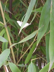 Palpita flegia