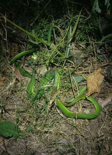 Nepal Pitviper