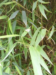 Palpita flegia