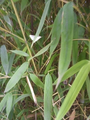 Palpita flegia