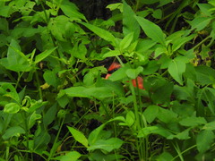 Cardinalis cardinalis image
