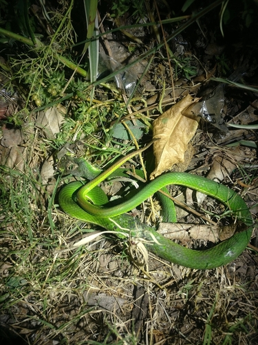 Nepal Pitviper