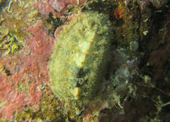 Rhyssoplax olivacea
