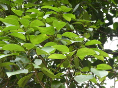 Dendropanax