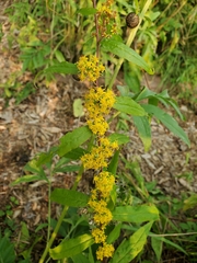 Solidago