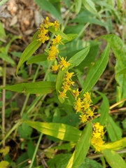 Solidago