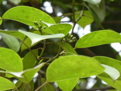 Dendropanax