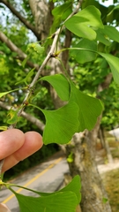Ginkgo biloba