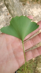 Ginkgo biloba