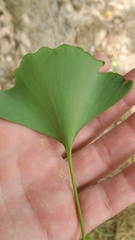 Ginkgo biloba