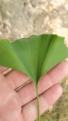 Ginkgo biloba