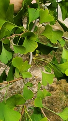 Ginkgo biloba
