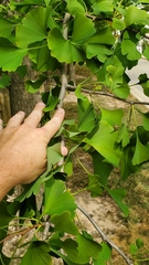 Ginkgo biloba