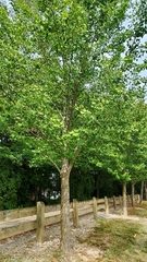 Ginkgo biloba