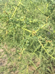 Parkinsonia texana macra