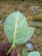 Calotropis procera image