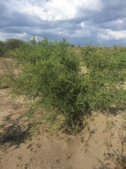 Parkinsonia texana macra