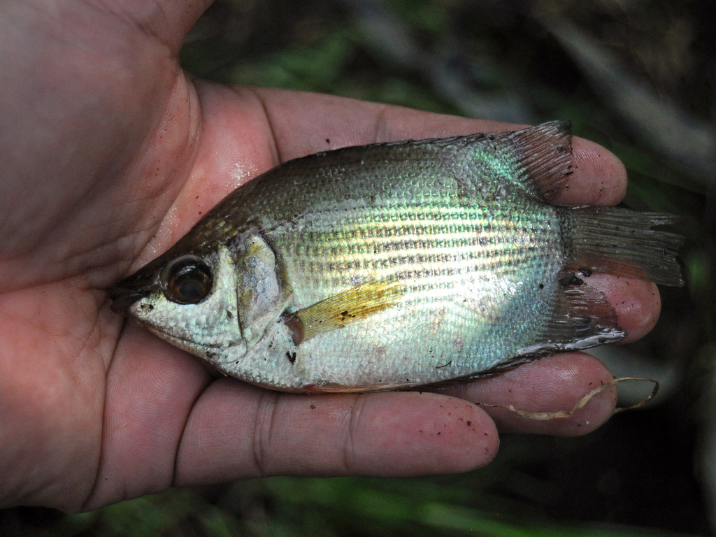 Kissing Gouramis