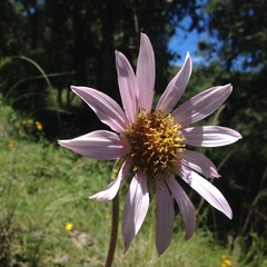 Iostephane heterophylla