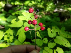 Actaea × ludovicii