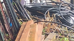 Troglodytes pacificus