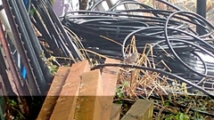 Troglodytes pacificus