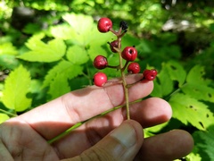 Actaea × ludovicii