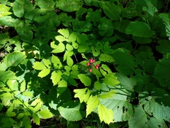 Actaea × ludovicii