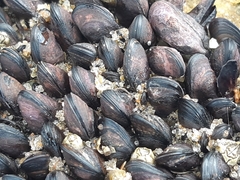 Brachidontes