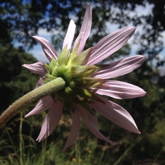 Iostephane heterophylla