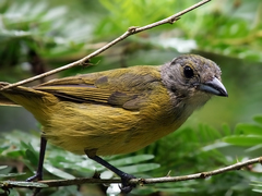 White-Shouldered Tanager photo 2