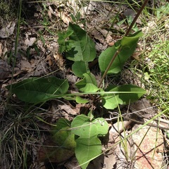 Iostephane heterophylla