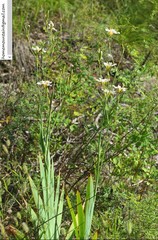 Iris dichotoma
