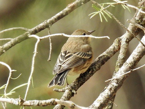 Audubon's Warbler photographed in New Mexico